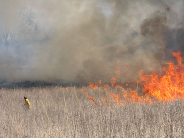 merry-lea-burn-contributed-by-ryan-sensenig A controlled burn flashes across a grassland research area at Merry Lea, Monday. Ryan Sensenig has been studying the grazing habits of deer in the plot, and since grassland areas burn every three-to-four years, it was decided to conduct a controlled burn of Sensenigs research plot. Aaron Goldstein, Jeremy Good and Darin Schwartzentruber were among students from Sensenig's Environmental Science class who assisted in the burn. Photo contributed by Ryan Sensenig.