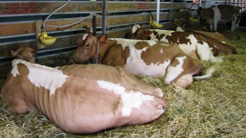 Dairy Expo Photo by Marlys Weaver.