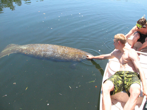 A student reaches out to touch a manatee on an excursion from GC's Marine Bio facility in the Florida Keys. Photo by George Smucker.