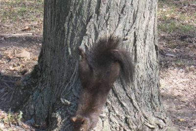 Squirrel on base of tree