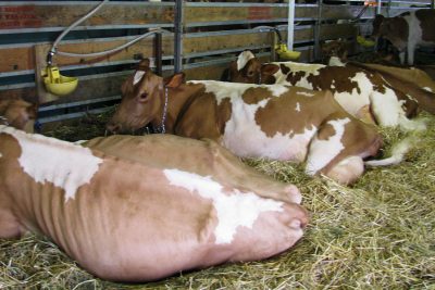 cows at dairy expo