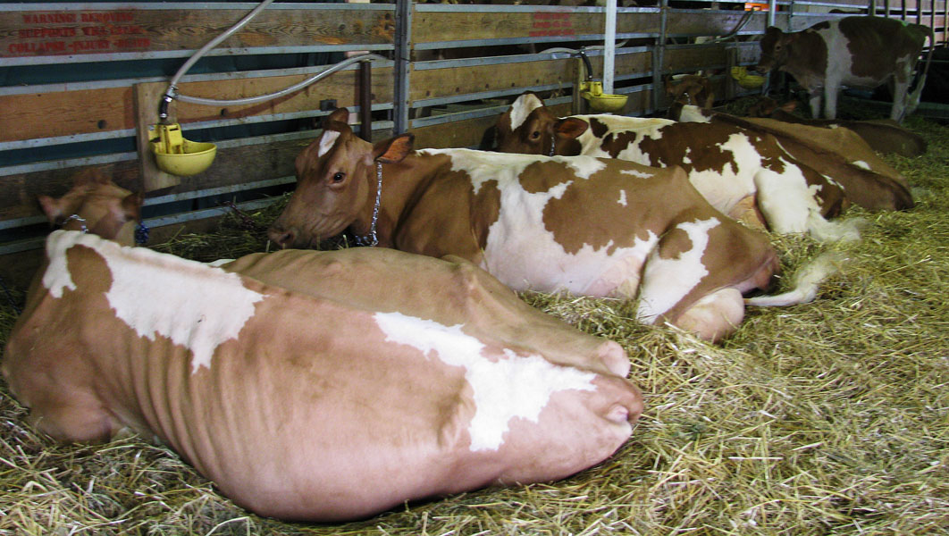 cows at dairy expo
