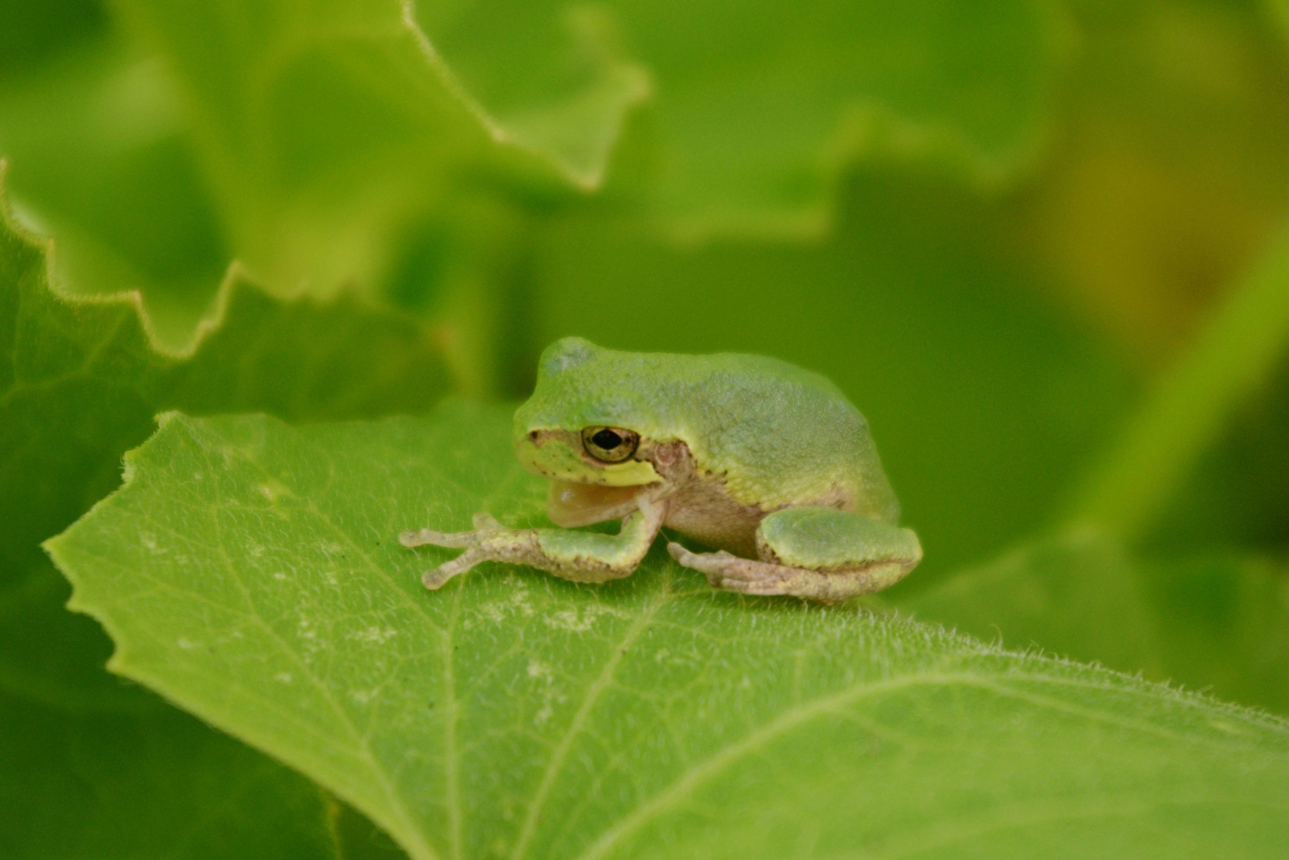 Tasha Friesen's closeup photo of a treefrog