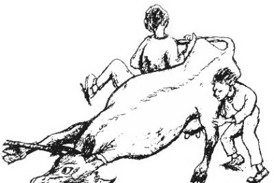 Drawing of a cow being dragged away by two people