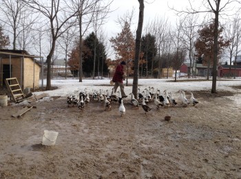 Steve Shantz is joined by his ducks as walks through his yard.