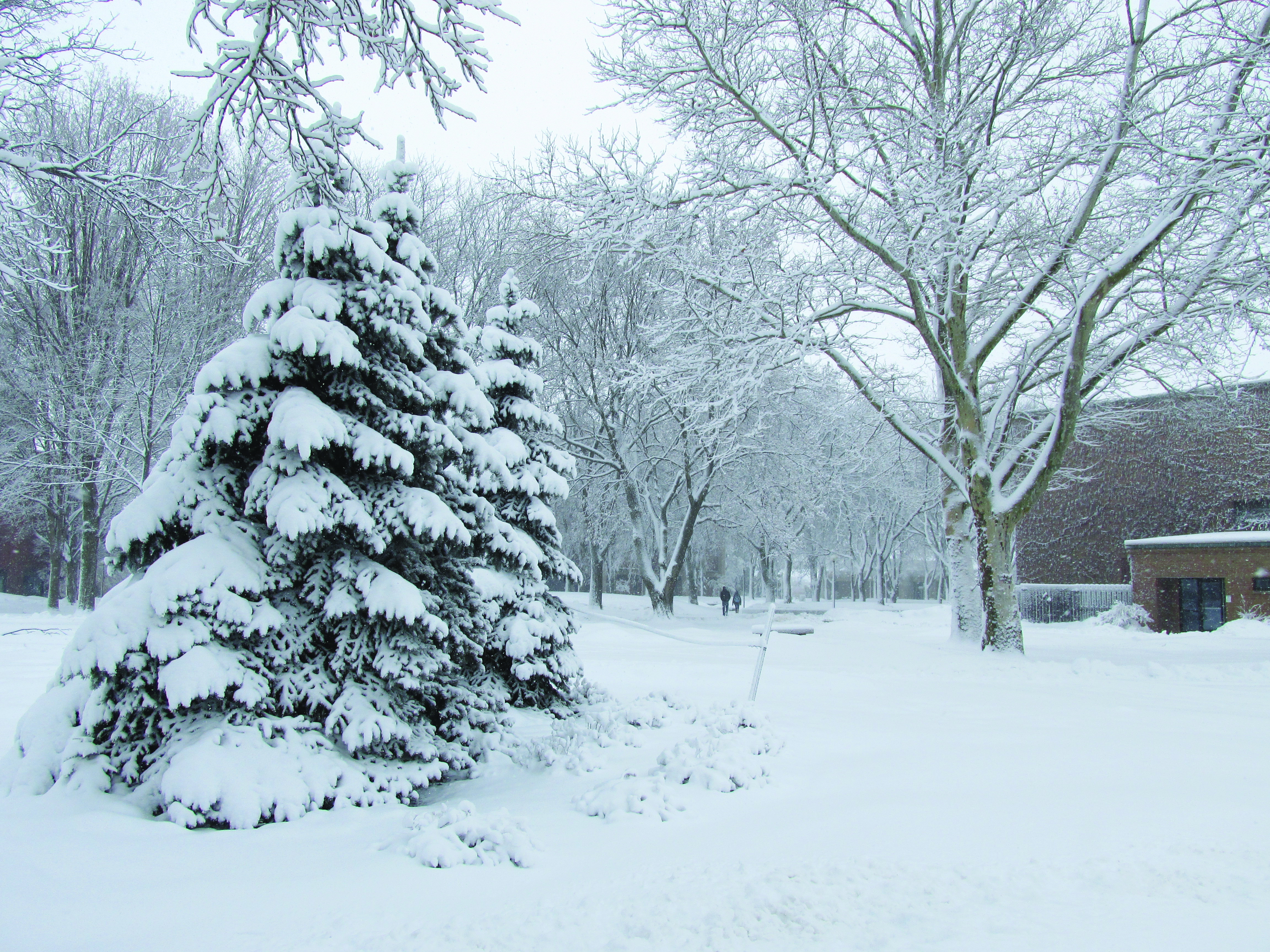 Snow covers evergreen trees along with the rest of campus after a storm