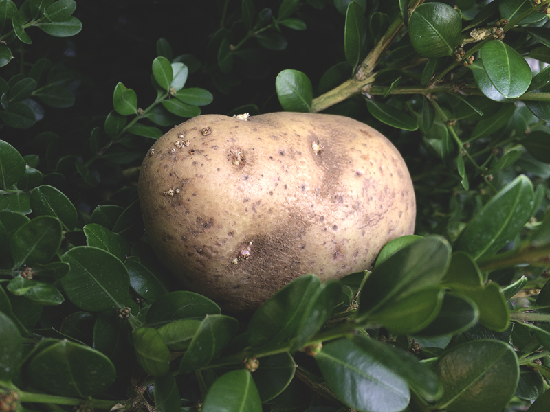 Photo of a potato