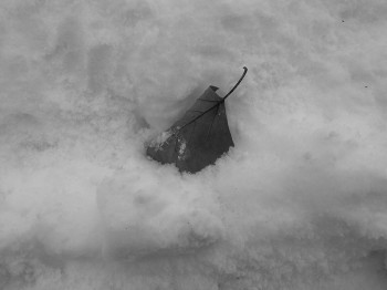 In case you've forgotten what snow looks like, I've taken this photo for your convenience. Leaf included for scale. Photo contributed by Brian Sutter