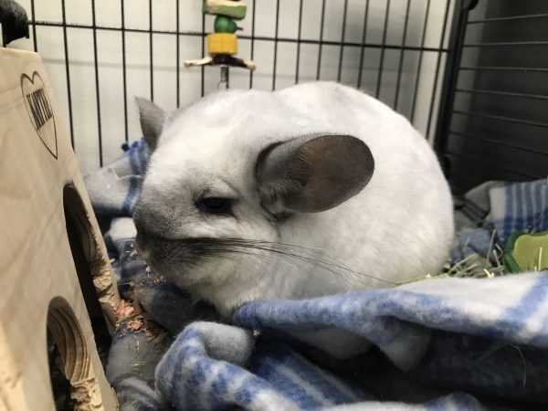 Davis' chinchilla, Lana, hanging out in her cage.